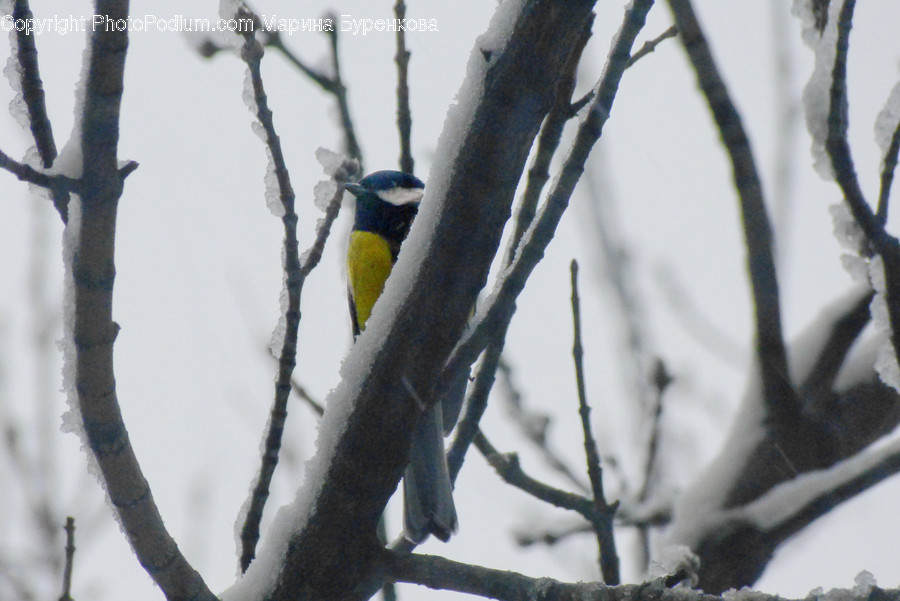 Animal, Bird, Finch, Canary