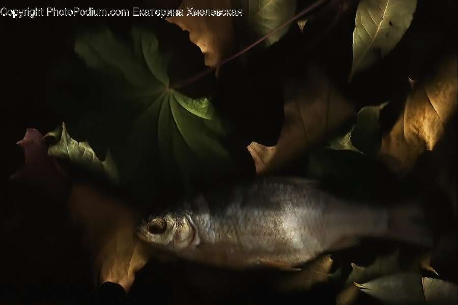 Animal, Fish, Sea Life, Herring, Light