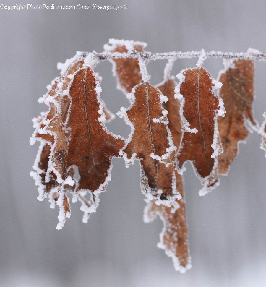 Nature, Ice, Outdoors, Snow, Frost