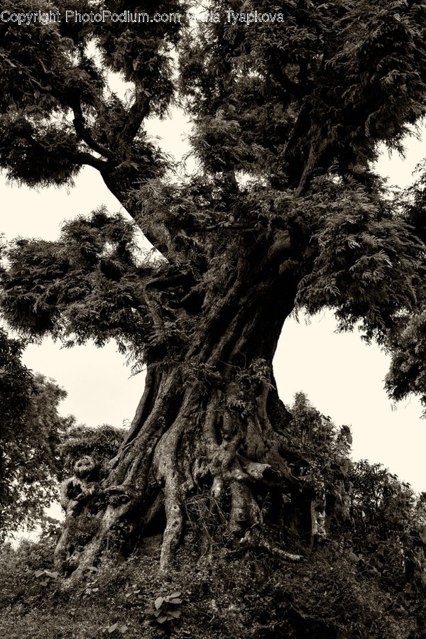Plant, Tree, Tree Trunk, Conifer, Root