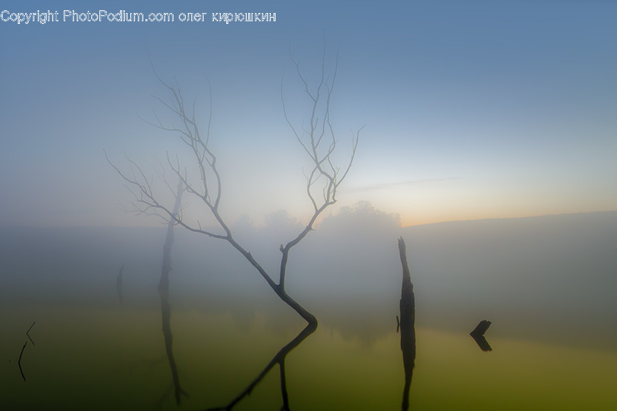 Nature, Weather, Outdoors, Fog, Animal