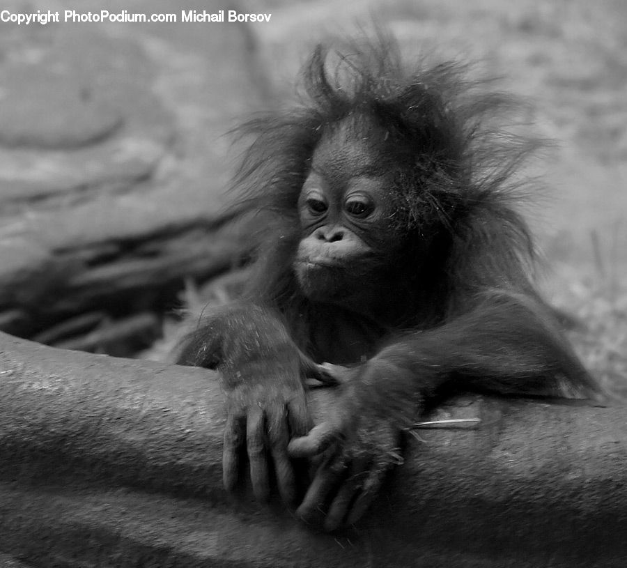 Animal, Ape, Mammal, Monkey