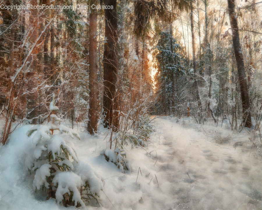 Nature, Outdoors, Snow, Ice, Winter