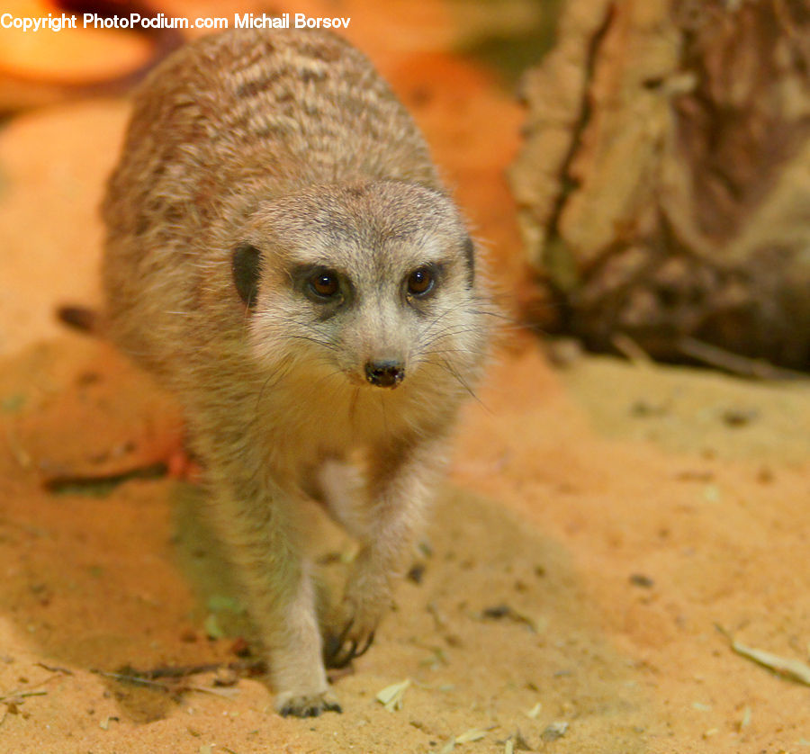Animal, Mammal, Meerkat, Wildlife