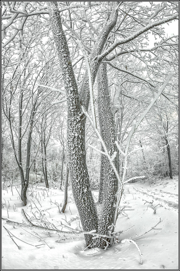 Nature, Outdoors, Tree, Plant, Snow