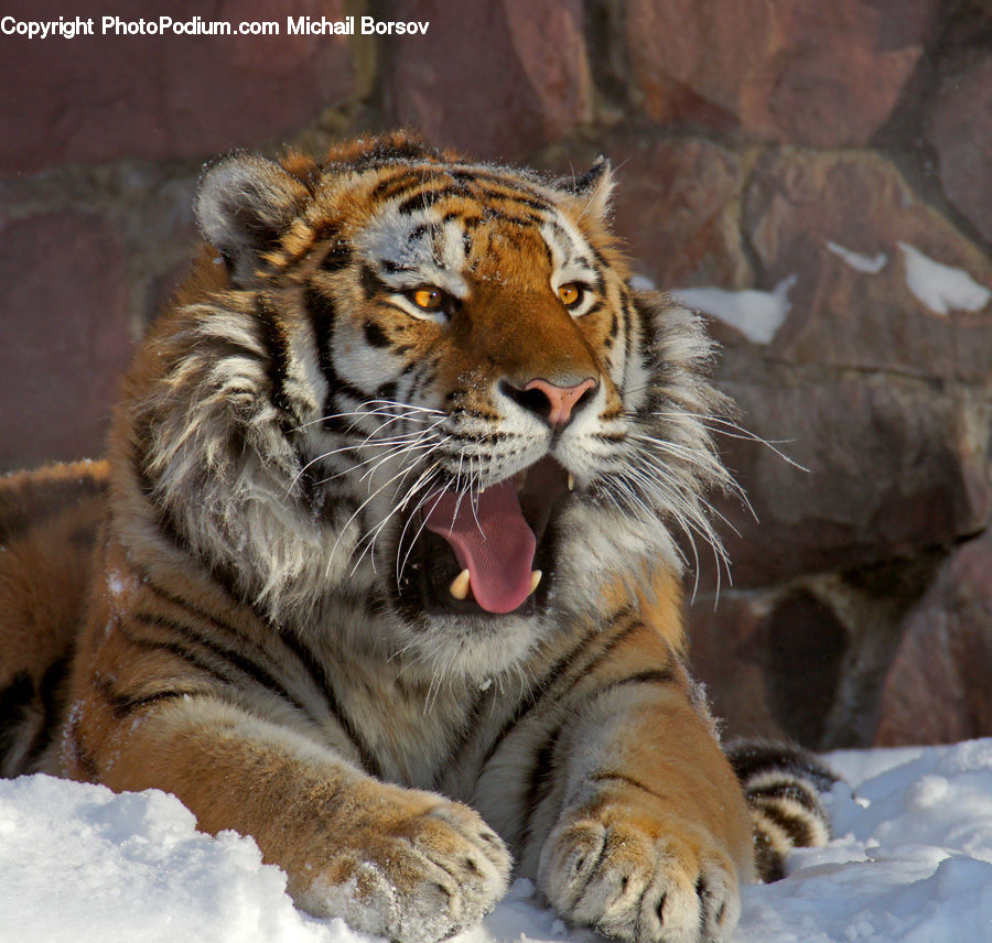 Animal, Mammal, Tiger