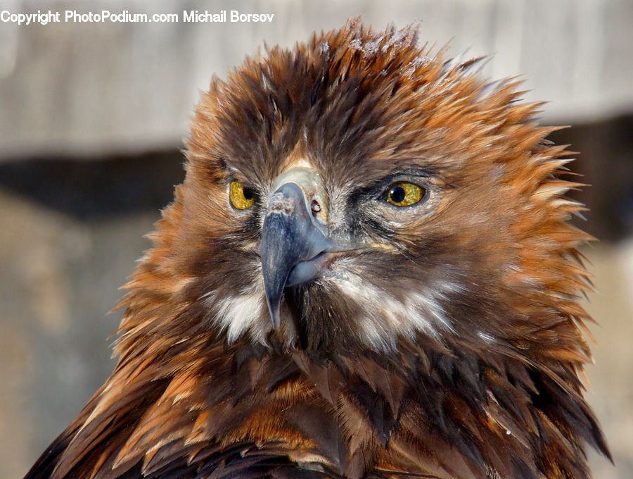 Bird, Eagle, Buzzard, Harrier, Hawk, Vulture, Beak