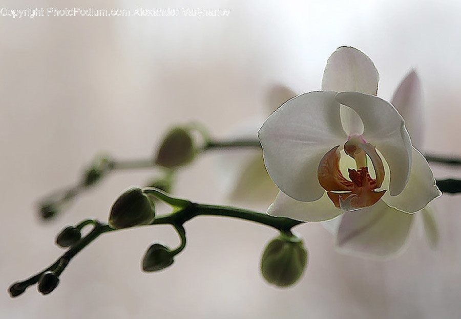 Plant, Blossom, Flower, Orchid, Weaponry