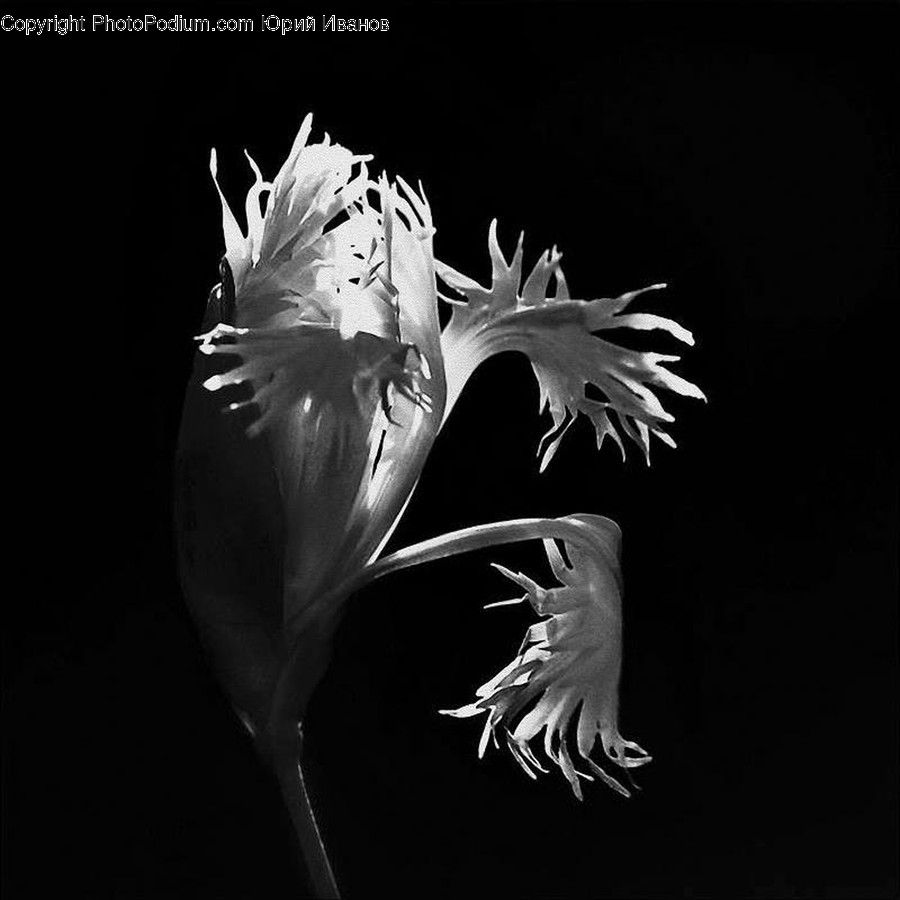 Plant, Bird, Animal, Blossom, Flower