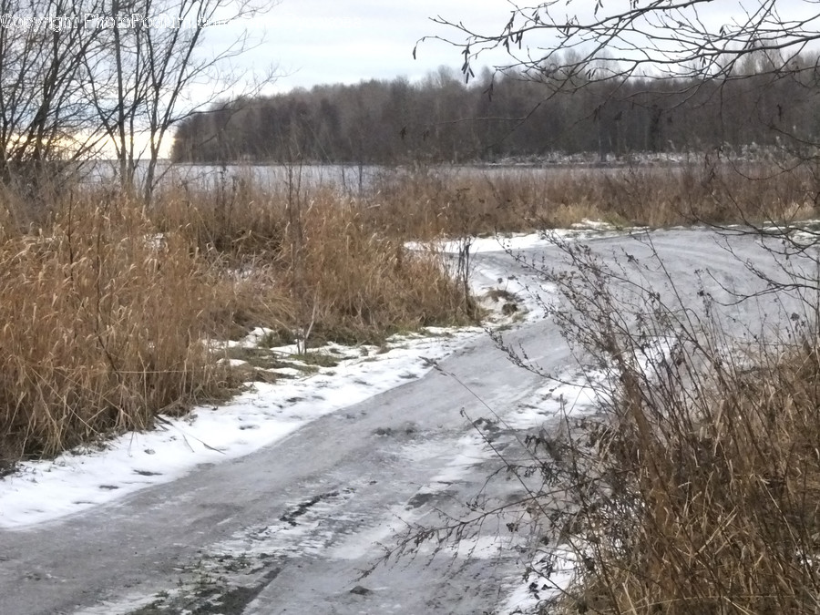 Path, Plant, Vegetation, Grass, Trail