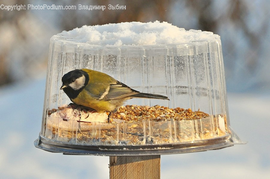 Animal, Bird, Bird Feeder, Finch, Canary