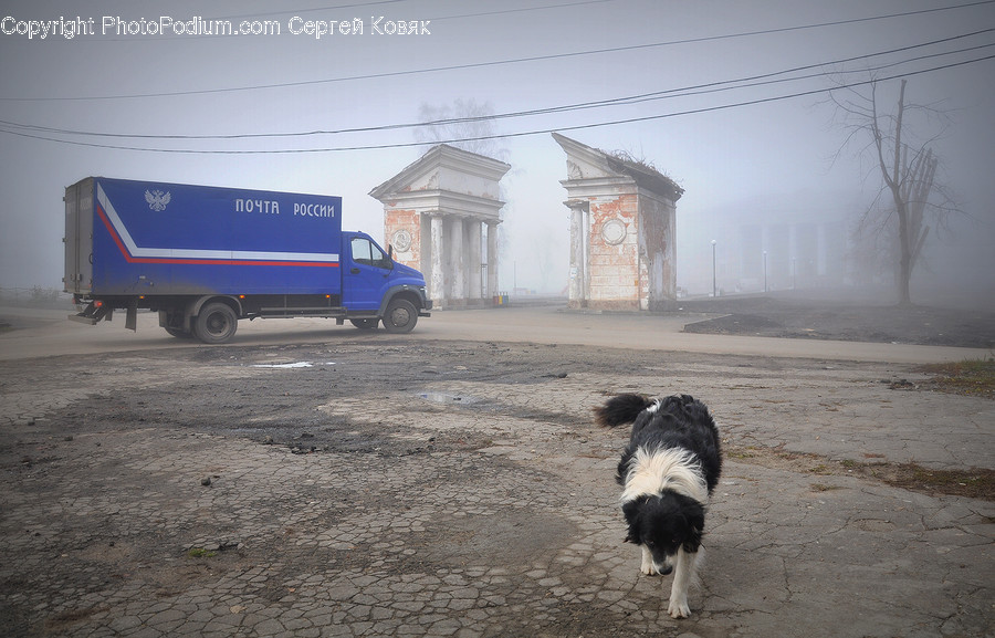 Truck, Transportation, Vehicle, Canine, Pet