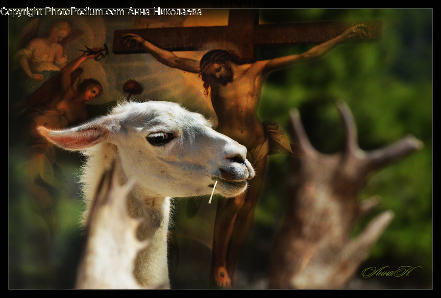 Animal, Person, Human, Mammal, Wildlife
