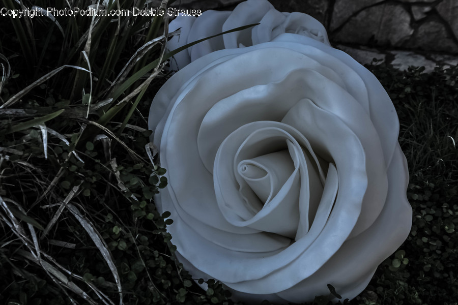 Plant, Flower, Rose, Blossom