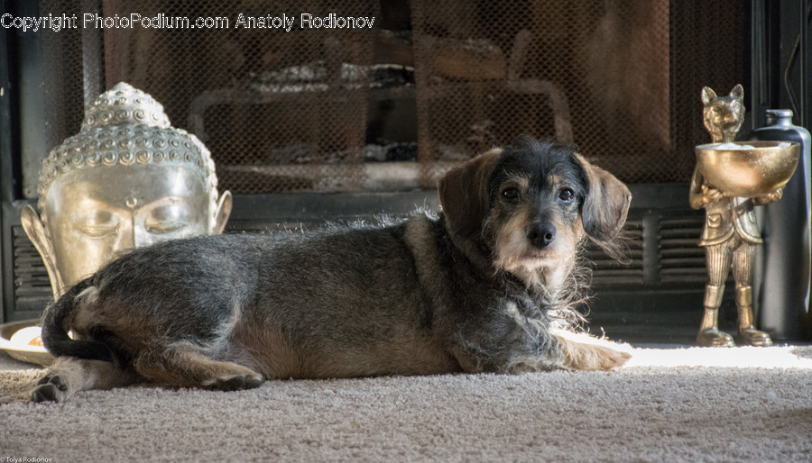 Dog, Mammal, Canine, Animal, Pet