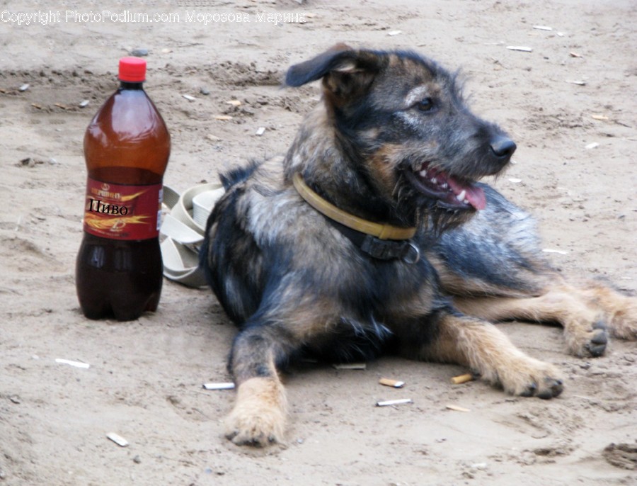 Dog, Animal, Mammal, Pet, Canine