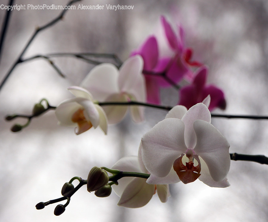 Plant, Blossom, Flower, Geranium, Orchid