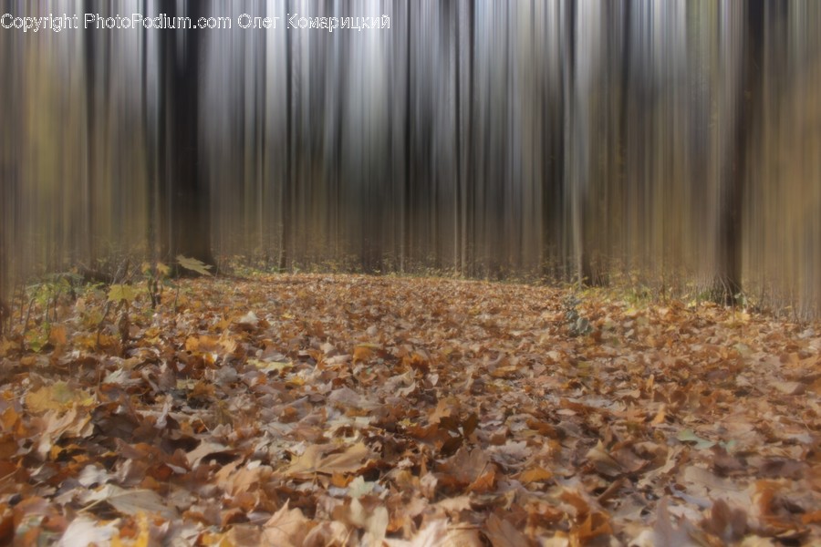 Vegetation, Plant, Ground, Land, Woodland