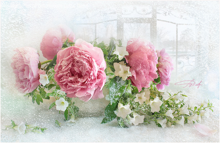Plant, Flower, Blossom, Rose, Flower Arrangement