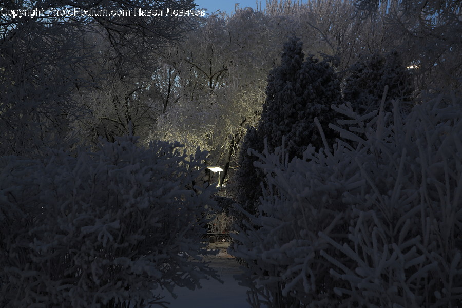 Nature, Ice, Outdoors, Tree, Plant