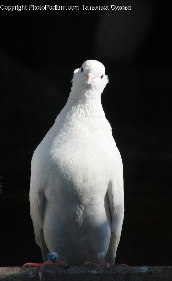 Bird, Animal, Penguin, Pigeon, Dove
