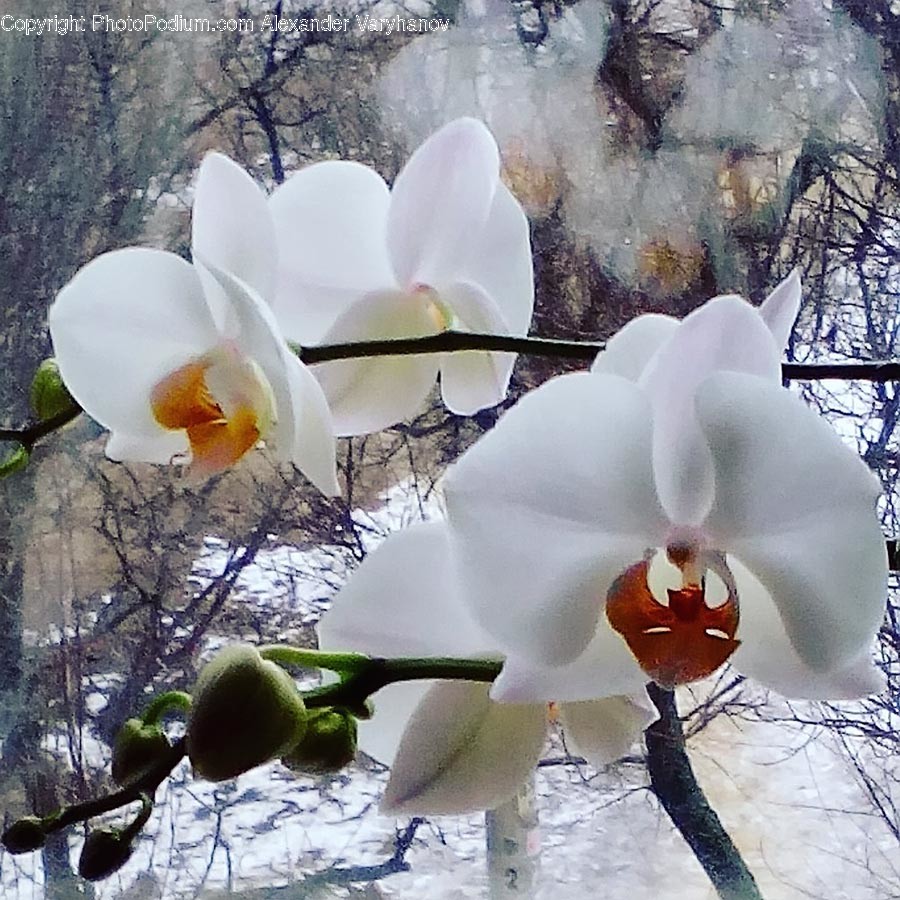 Plant, Flower, Blossom, Petal, Orchid
