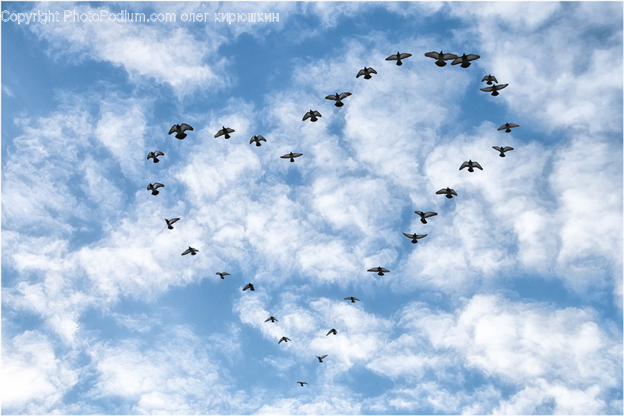 Flock, Animal, Bird, Transportation, Aircraft
