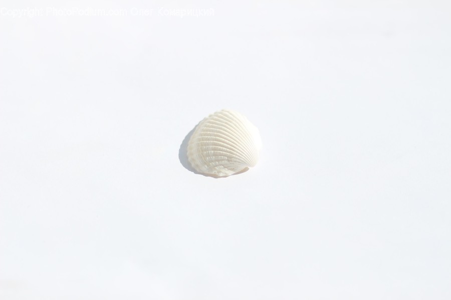 Sea Life, Clam, Invertebrate, Seashell, Animal