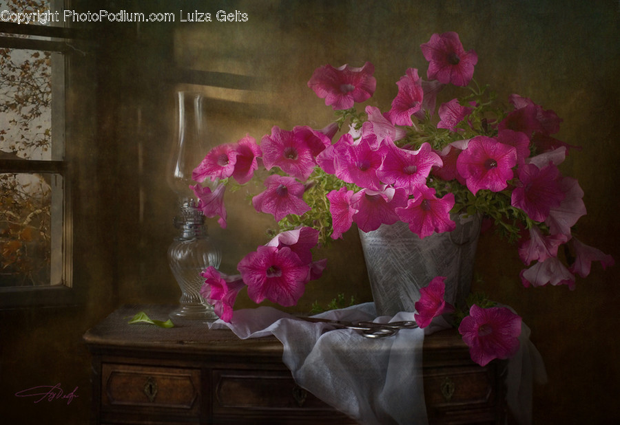 Plant, Blossom, Flower, Flower Arrangement, Flower Bouquet