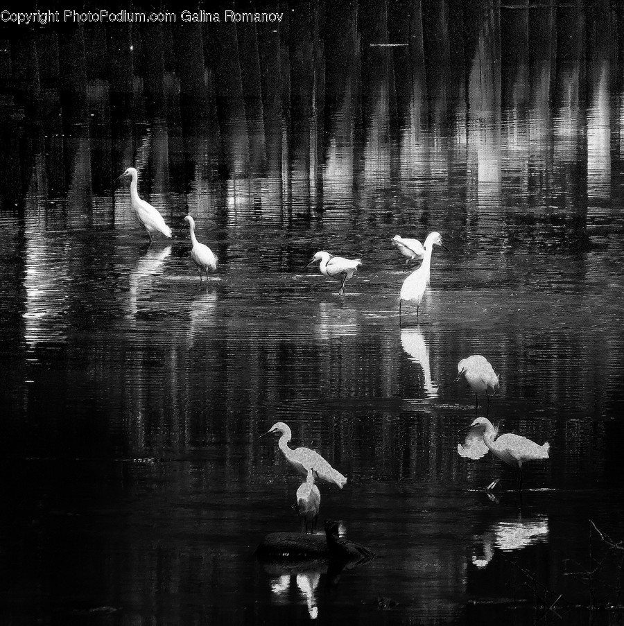 Animal, Bird, Waterfowl, Painting, Art