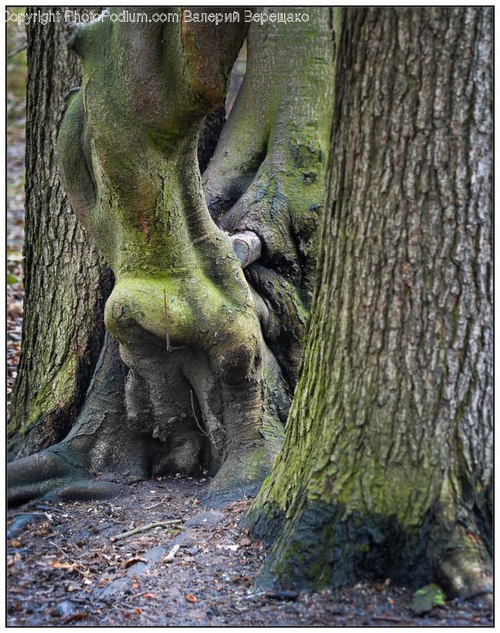 Tree, Plant, Tree Trunk, Root, Wildlife