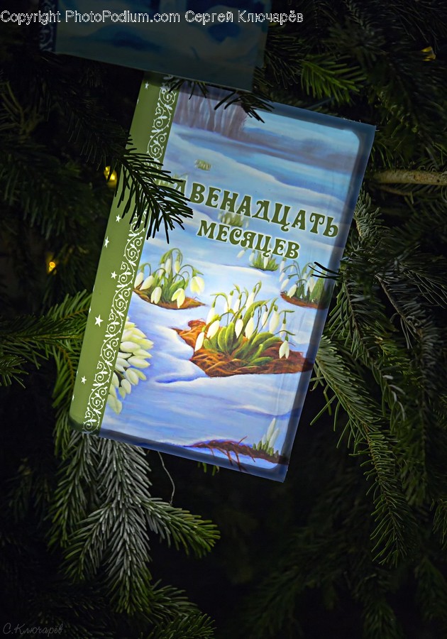 Tree, Plant, Conifer, Fir, Abies