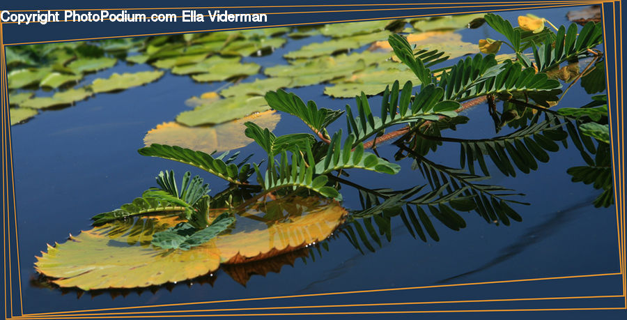 Outdoors, Pond, Water, Plant, Conifer, Fir, Tree