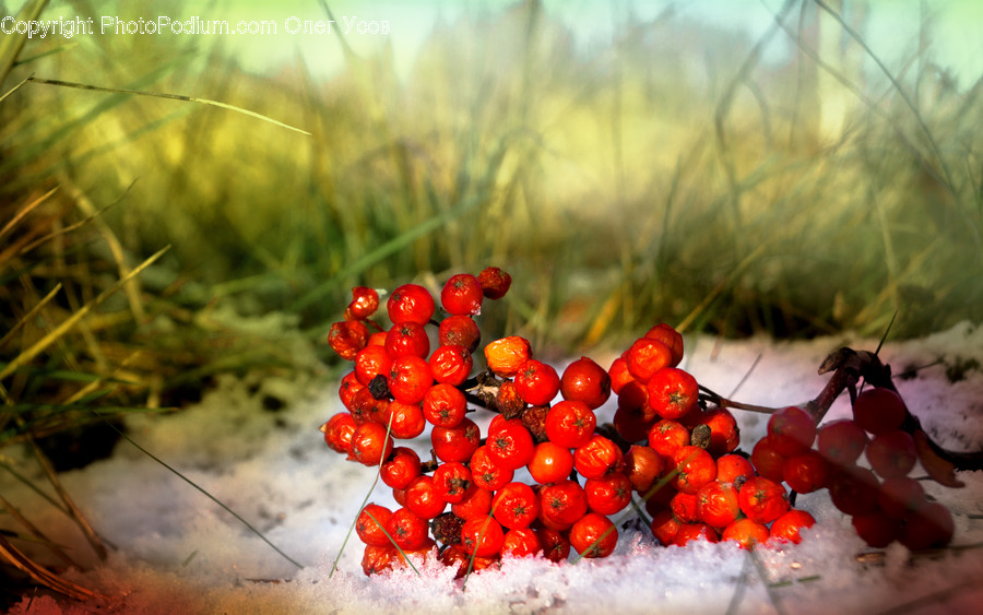 Plant, Fruit, Food, Cherry, Sphere