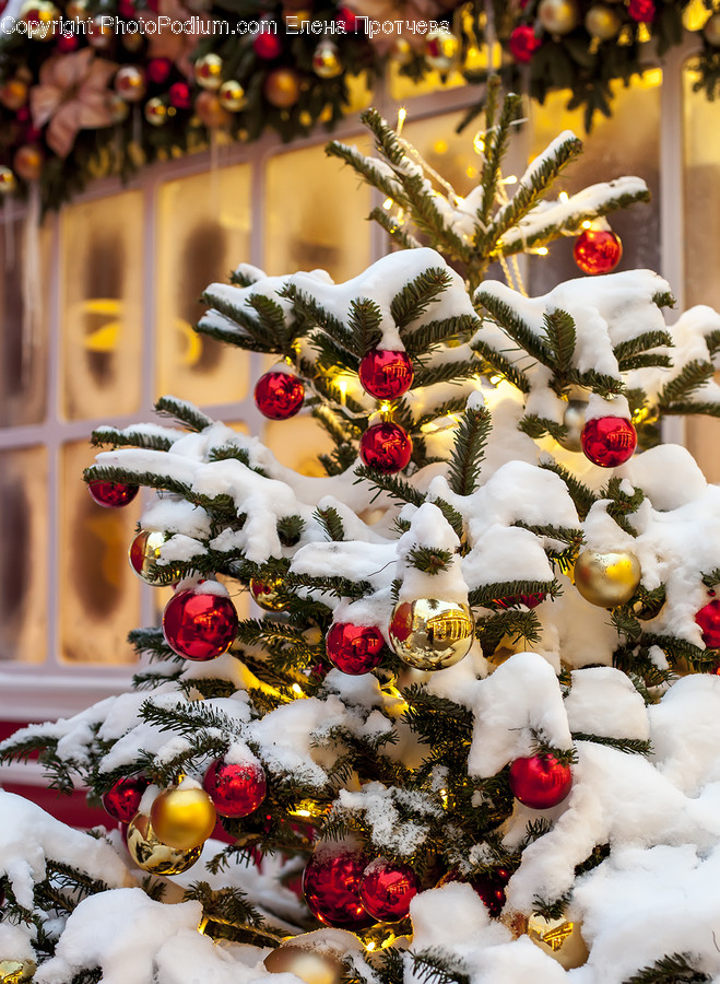Plant, Tree, Ornament, Christmas Tree, Wedding Cake