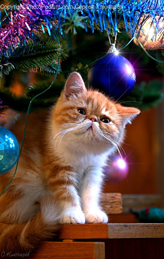 Sphere, Cat, Pet, Animal, Mammal