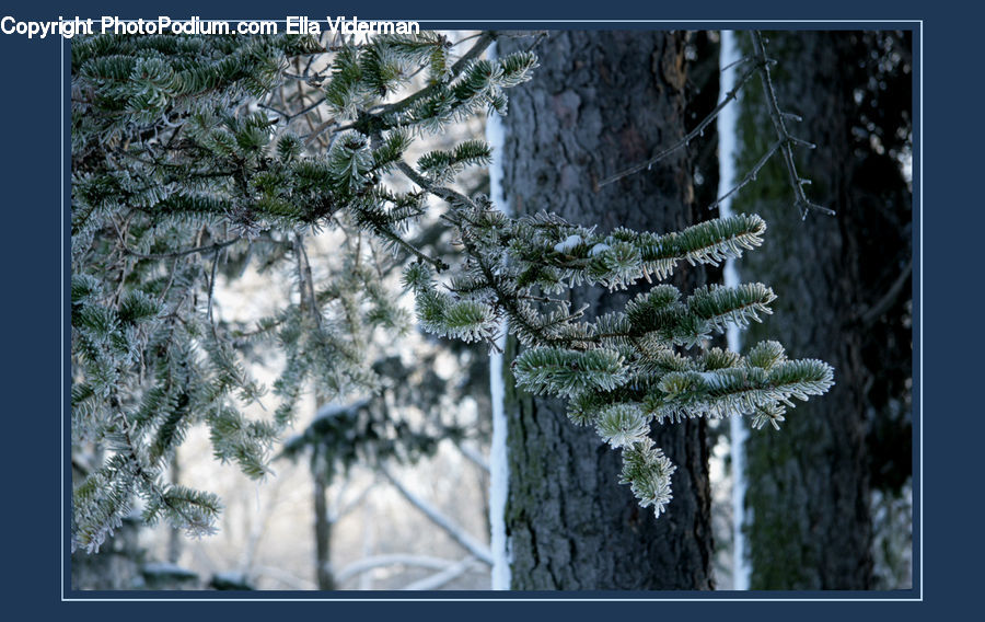 Conifer, Fir, Plant, Tree, Art, Modern Art, Pine
