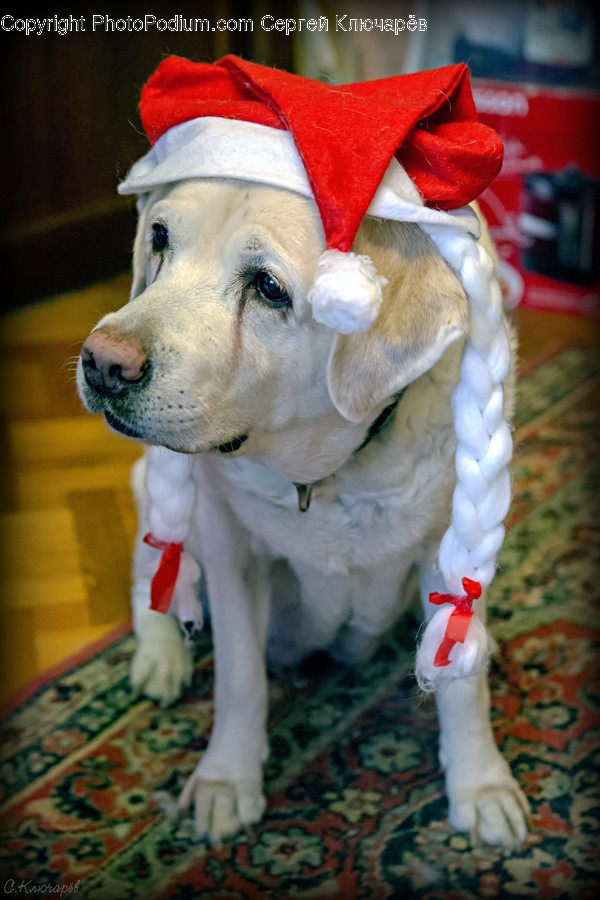 Animal, Mammal, Pet, Dog, Canine