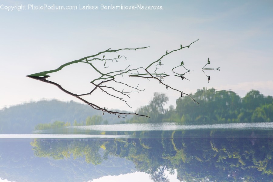 Nature, Outdoors, Water, Land, Animal