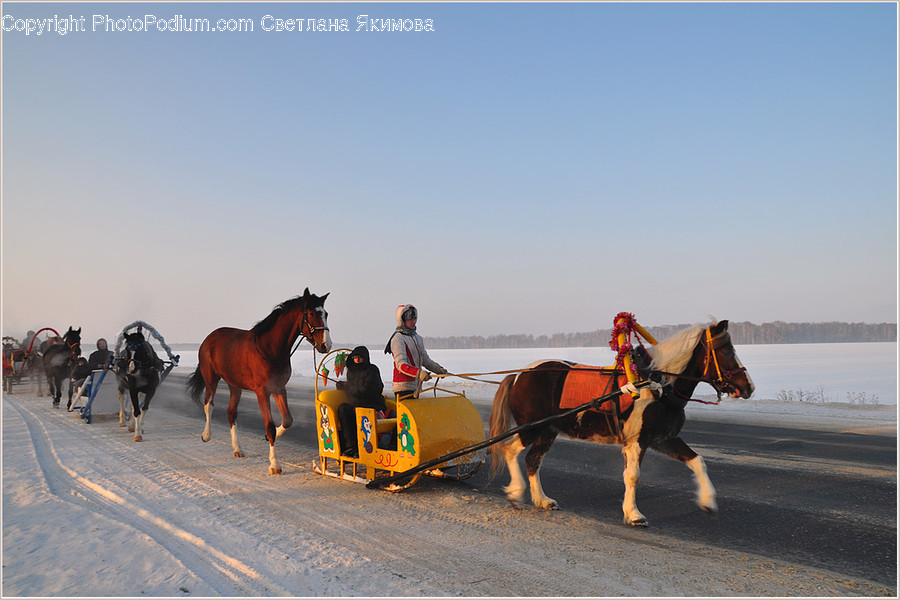 Animal, Mammal, Horse, Vehicle, Wagon