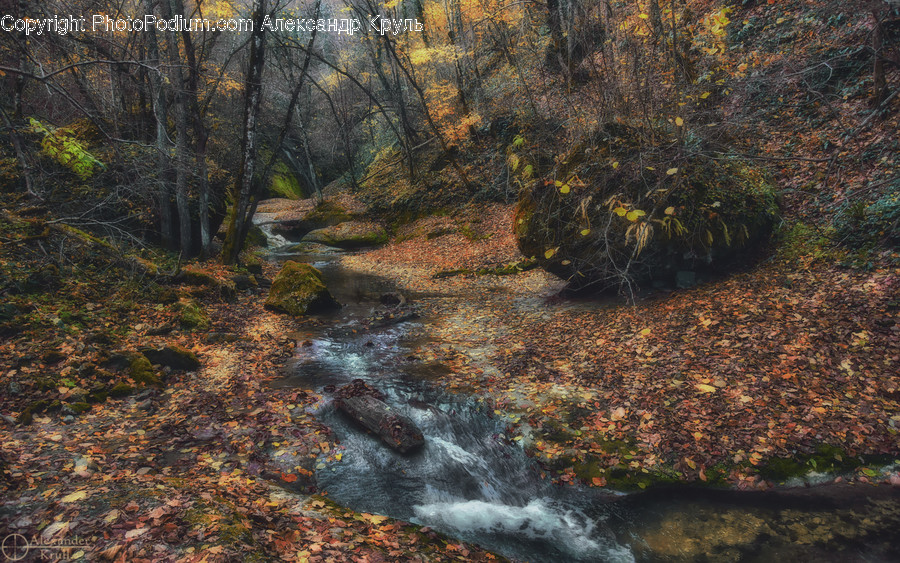 Water, Leaf, Plant, Nature, Outdoors