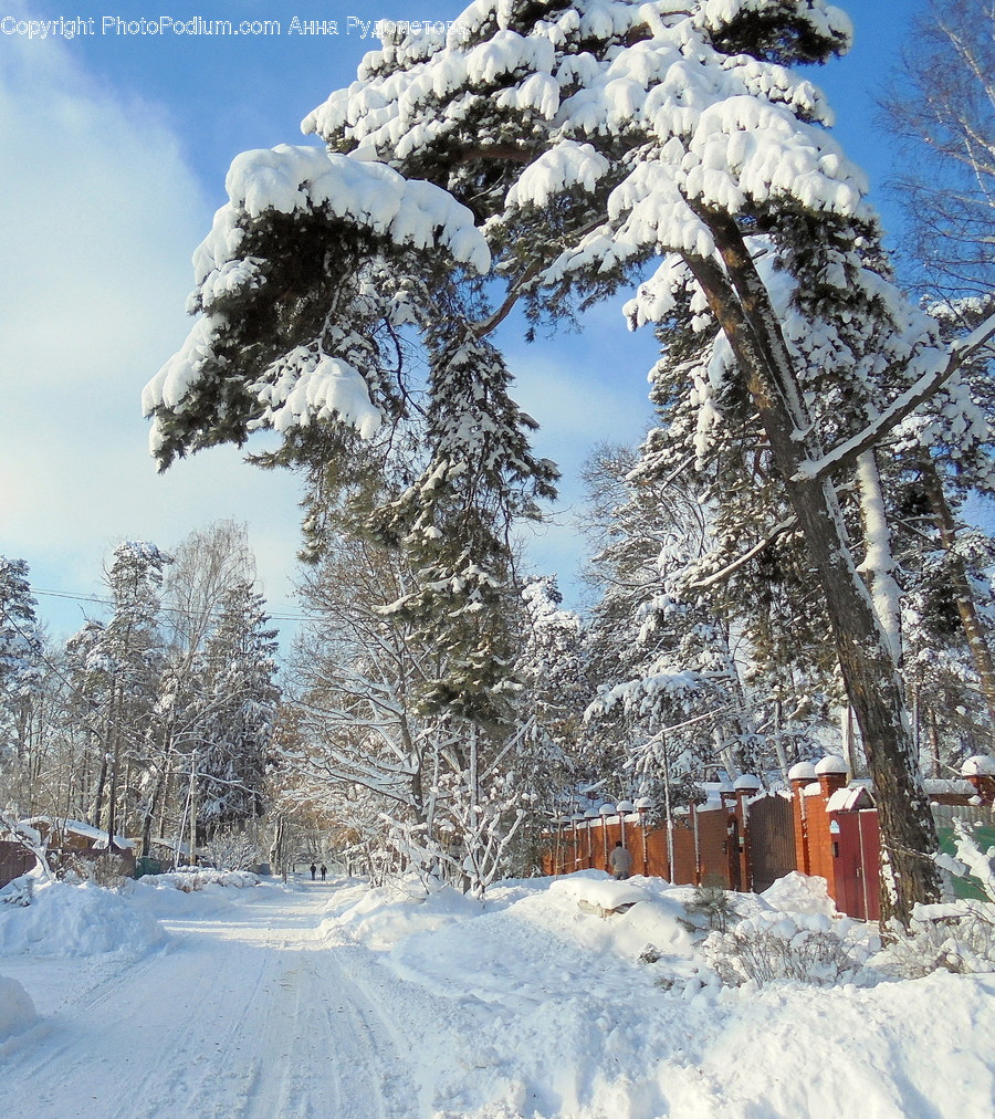 Nature, Outdoors, Fir, Tree, Abies
