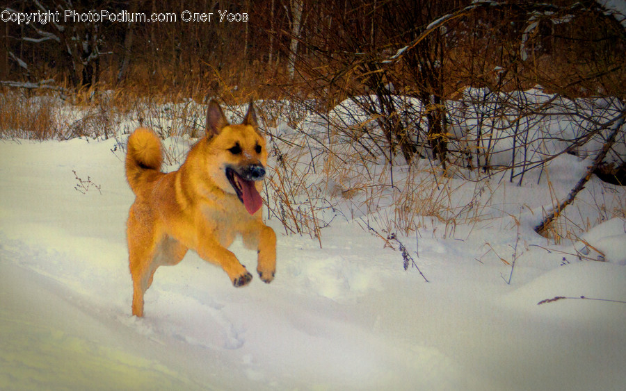 Nature, Pet, Animal, Mammal, Dog