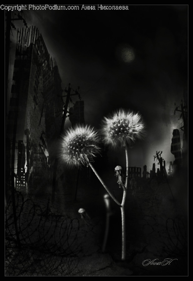 Plant, Blossom, Flower, Dandelion, Lighting
