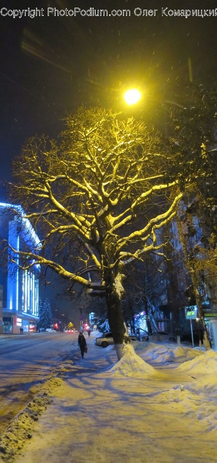 Plant, Tree, Human, Person, Tree Trunk
