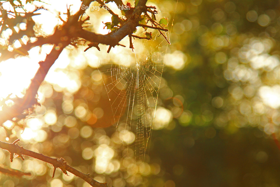 Light, Flare, Sunlight, Plant, Leaf