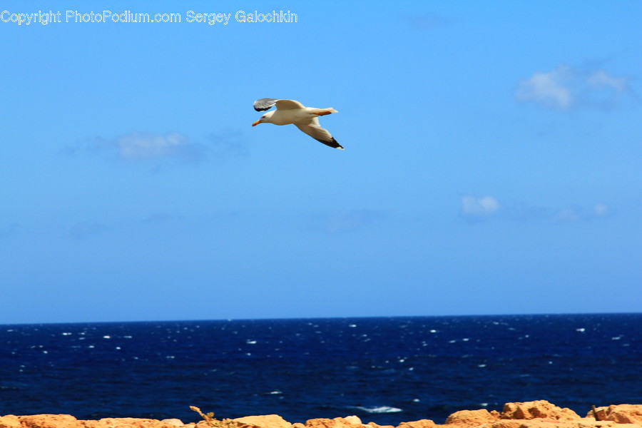 Animal, Bird, Flying, Waterfowl, Water