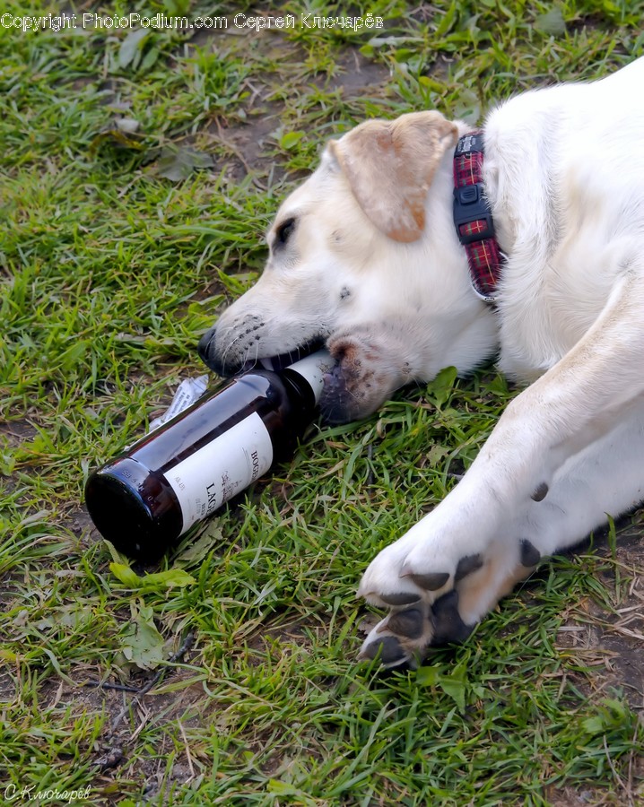 Animal, Mammal, Pet, Dog, Canine