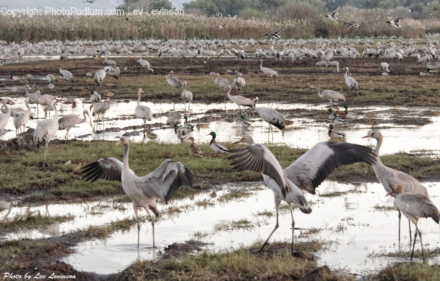 Bird, Animal, Crane Bird, Stork, Ground