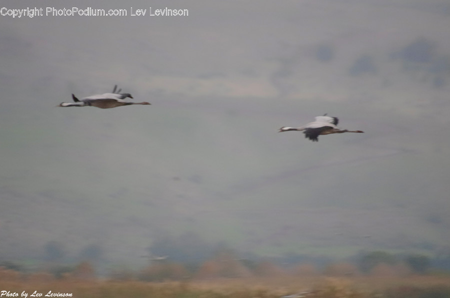 Bird, Flying, Animal